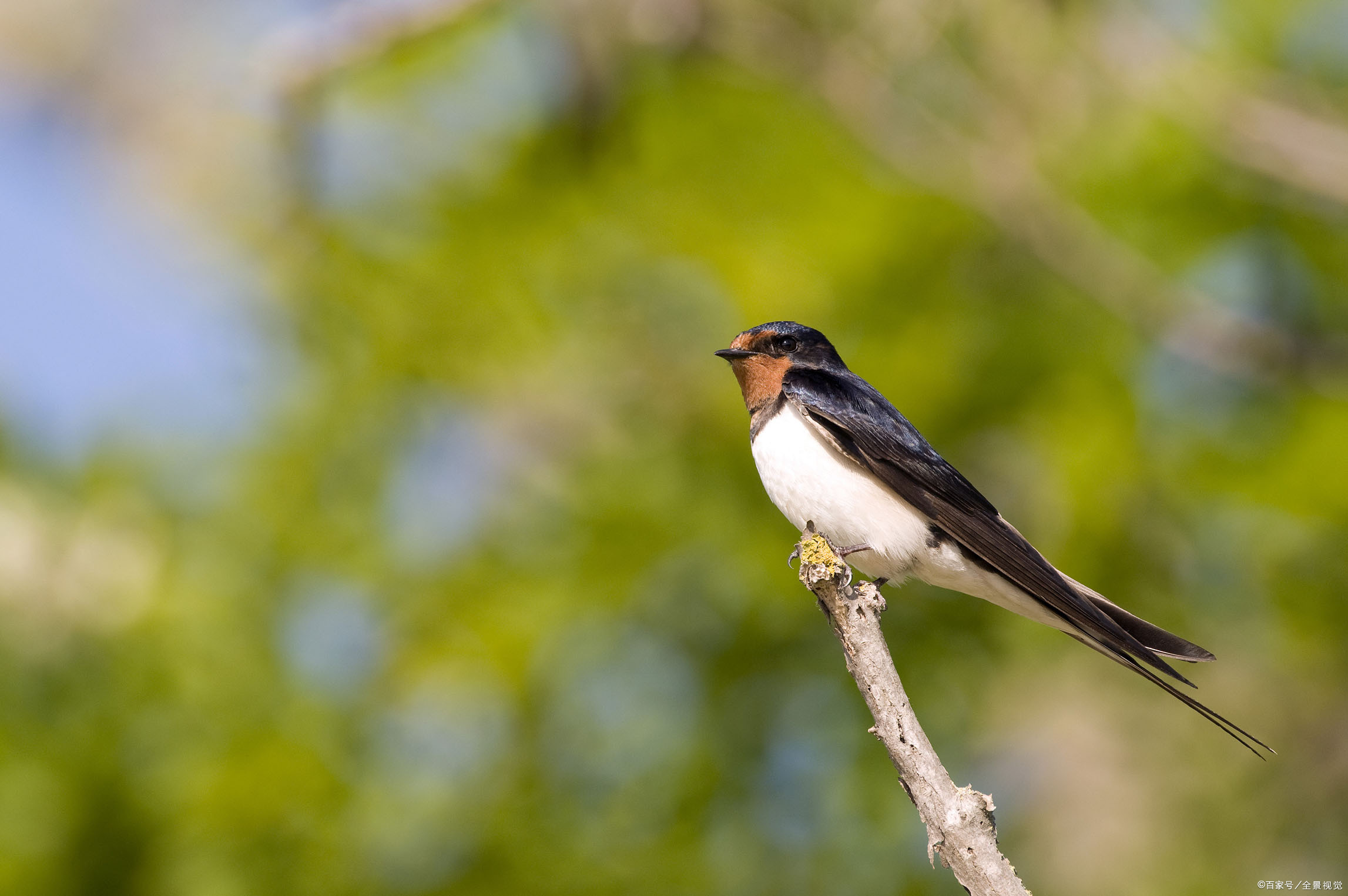 三年级下册燕子知识点讲解,三年级下册第二课燕子讲解视频