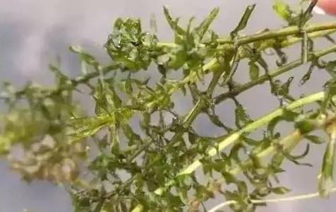 浮起来的伊乐藻怎么处理,伊乐藻脏像棉絮怎么办