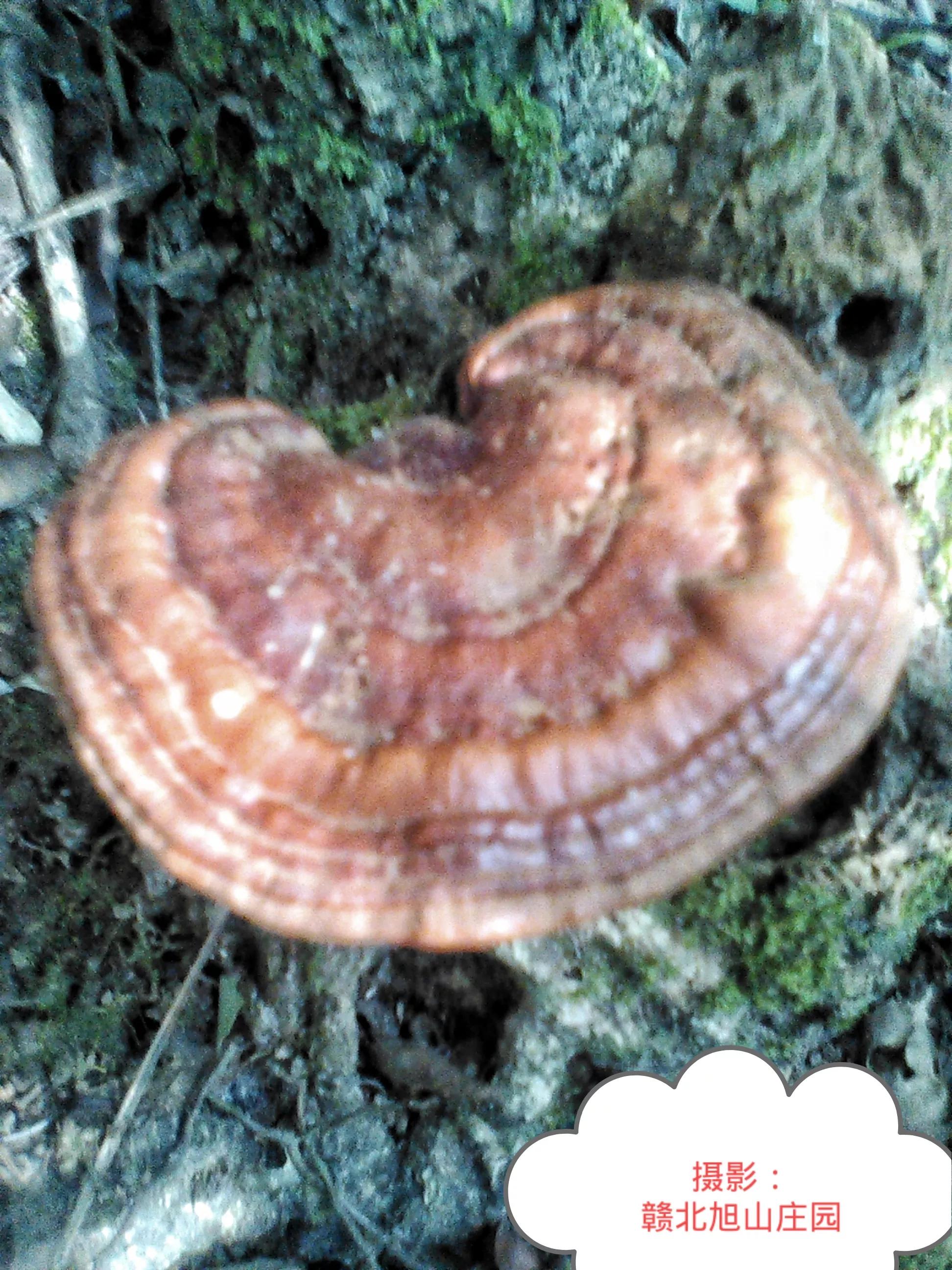 江西省赣北旭山庄园,灵芝旭山庄园