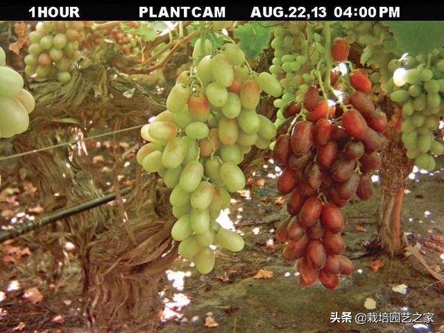 葡萄上色哪种最好,葡萄需要上色的有哪些品种