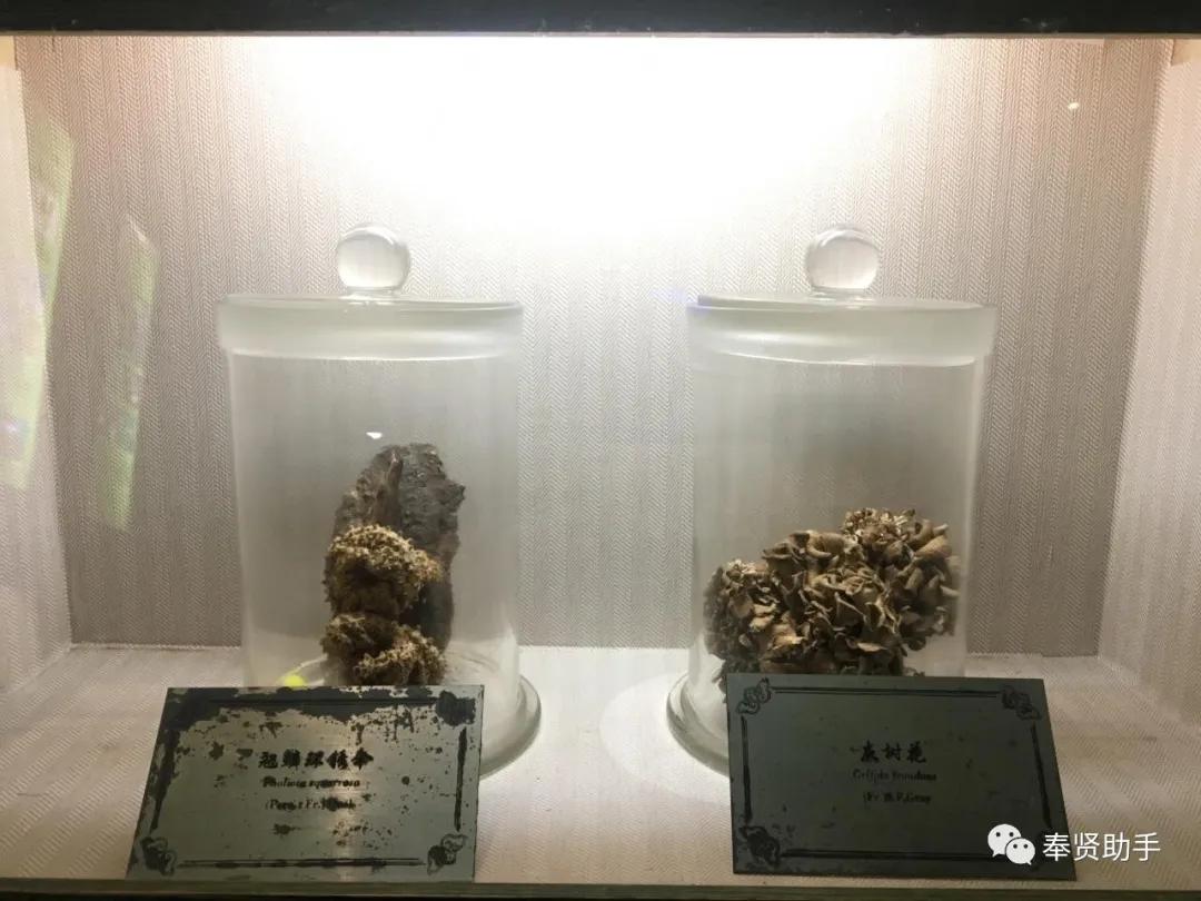 奉贤区南桥镇旅游景点,上海奉贤景点推荐一日游最佳路线