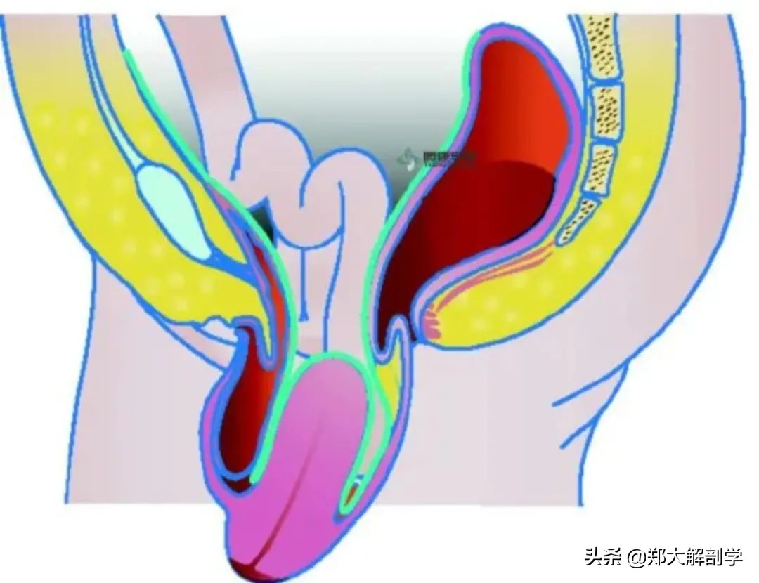 女性盆底功能障碍性疾病表现,盆底功能障碍会引起失眠吗
