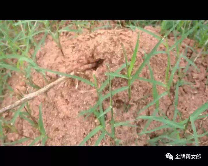 红火蚁出没村民被咬致休克,红火蚁入侵这里多人被咬伤