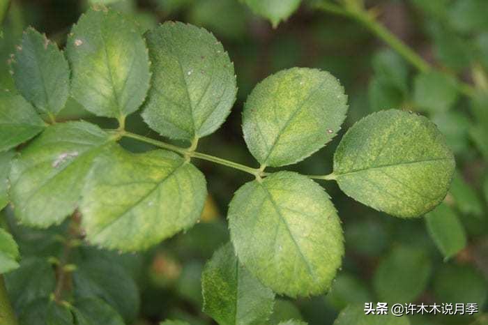 如何养月季花的技巧和施肥时间,月季怎么养开大花好看视频