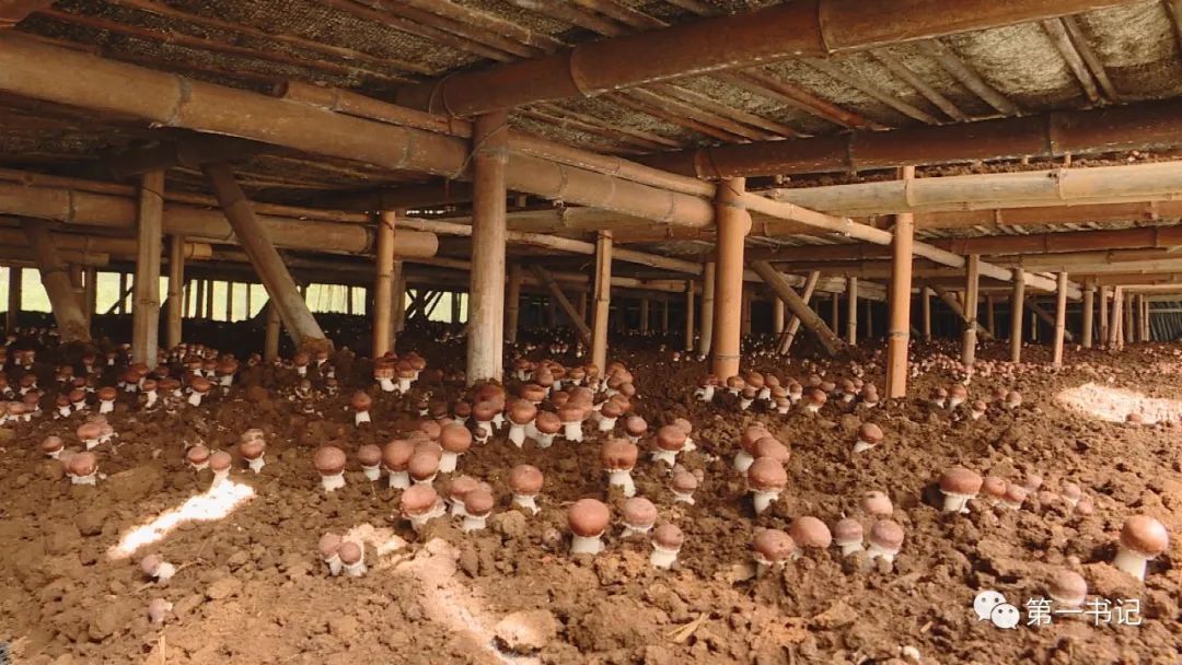 食用菌产业为贫困户撑起致富伞,菇中精品椴木香菇