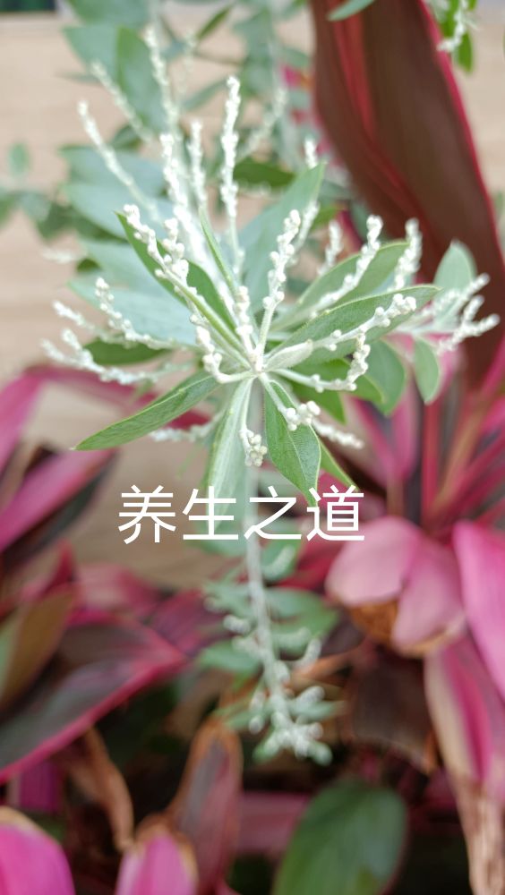 头晕头疼记忆力下降失眠多梦,头晕记忆力减退疲劳失眠