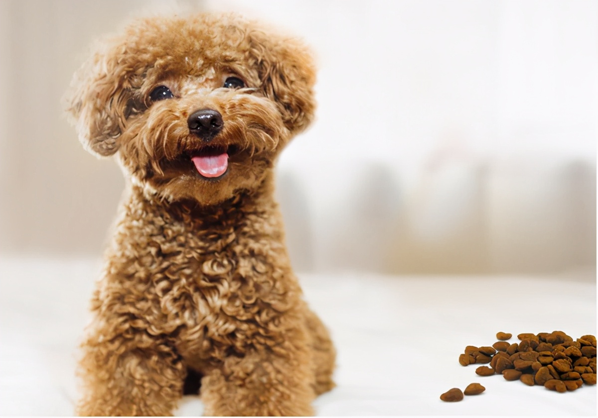 挑选什么牌子的狗粮最好,狗粮哪个牌子好如何挑选好狗粮