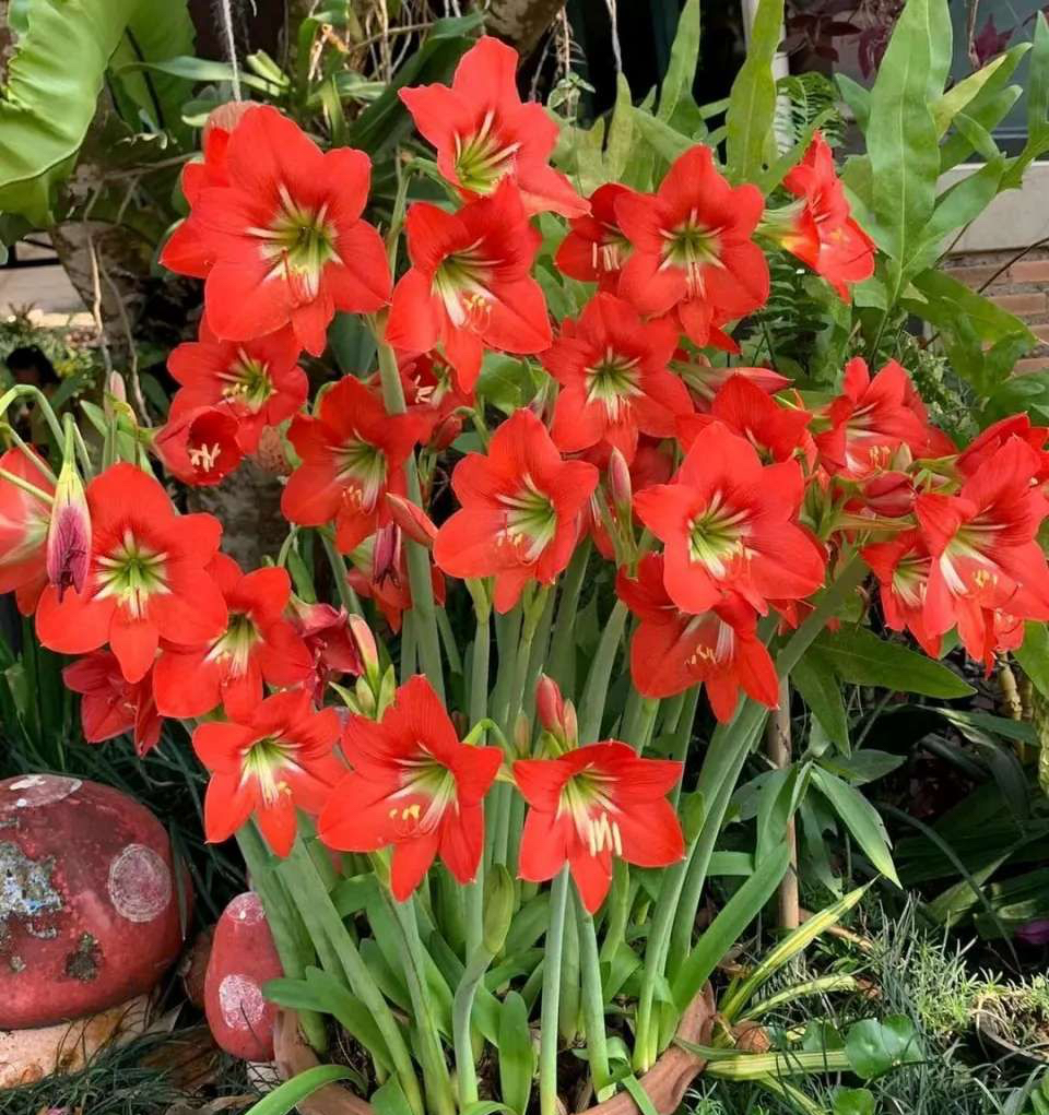 适于阳台种植的花种类,100种适合新手养的花庭院花卉