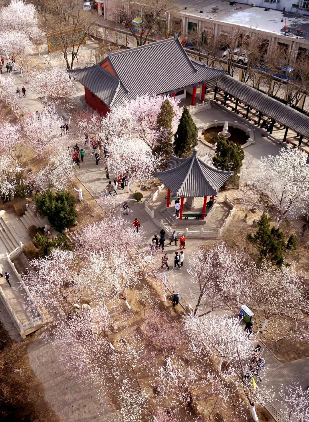 天津桃花堤赏花时间2021,天津桃花堤桃花什么时间开花