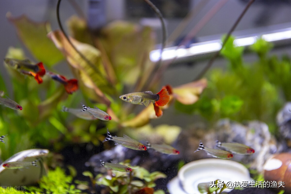 家里养的鱼蹭缸怎么办？