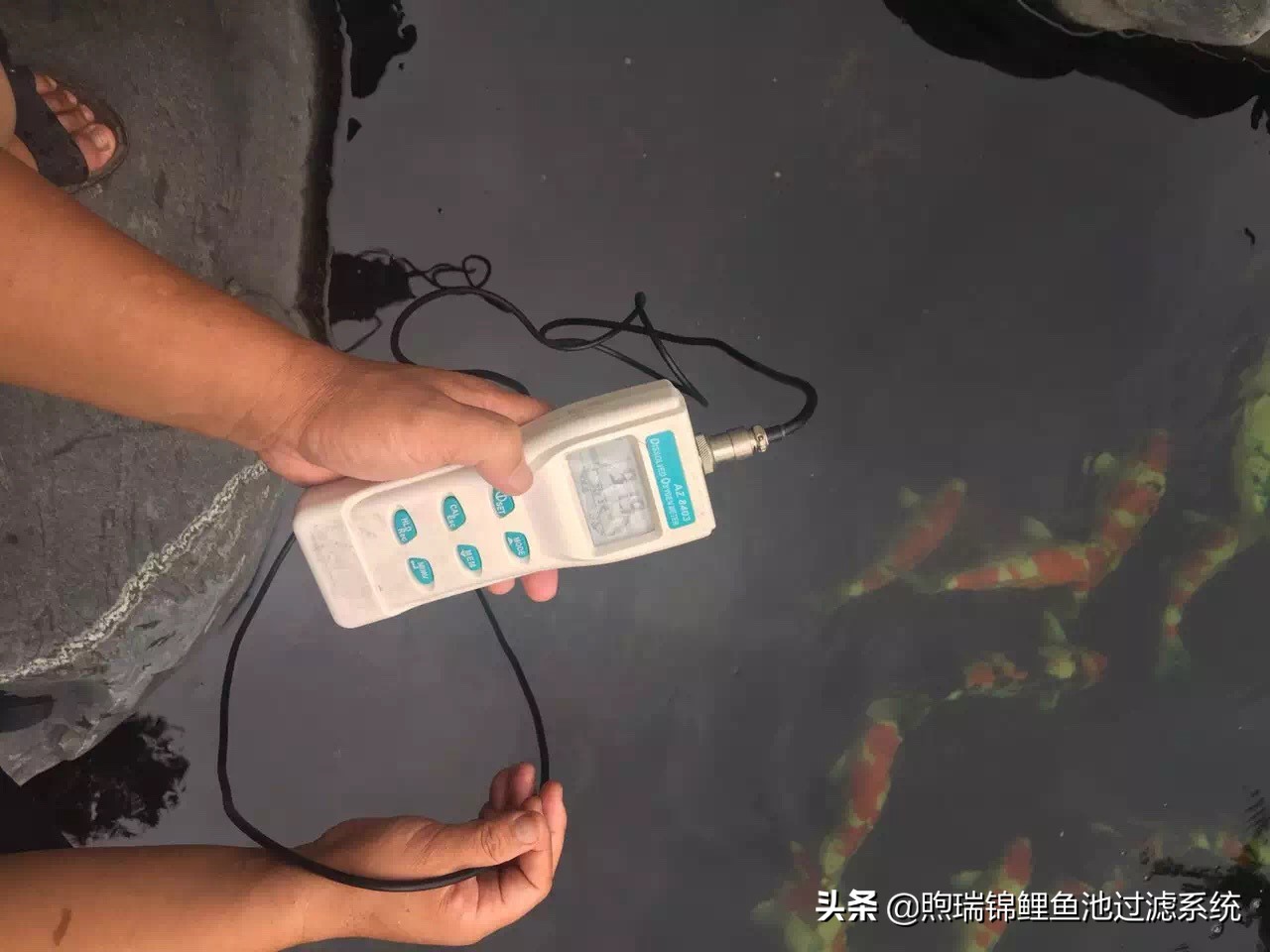 锦鲤鱼池清洗过滤的正确方法,清洗锦鲤池滤材