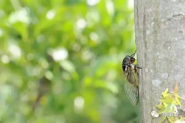 蝉古诗的名句赏析,咏蝉古诗诗意赏析