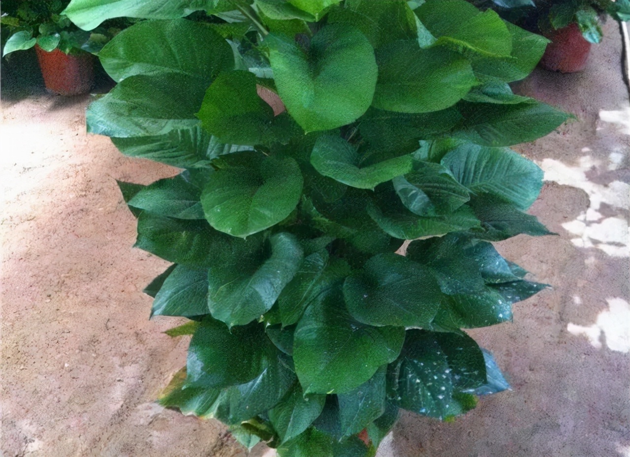 绿萝叶片肥厚如手掌怎么养,绿萝怎么养枝条长叶片短