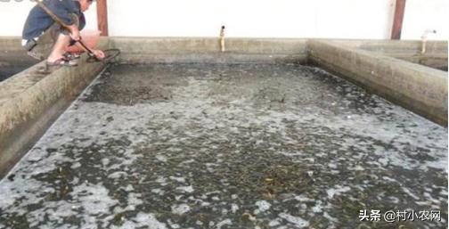 泥鳅养殖方法零基础,无土泥鳅养殖技术技巧有哪些