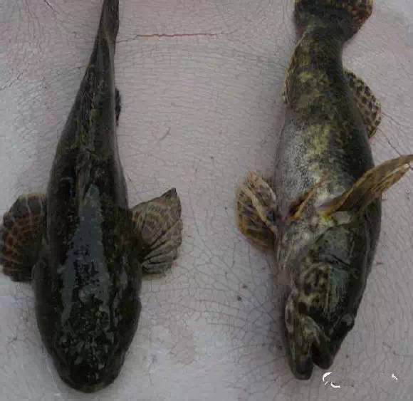 史上最全海鲜视频,史上最全海鲜贝类大全