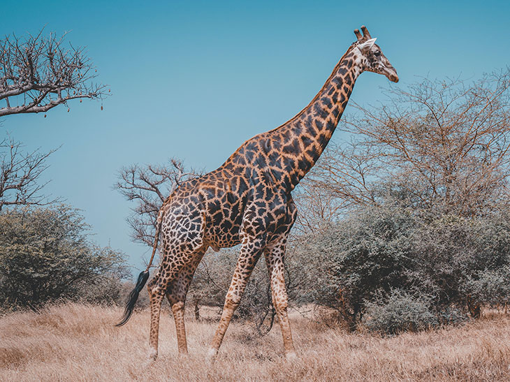 长颈鹿把狮子踢飞,长颈鹿踢飞5只狮子