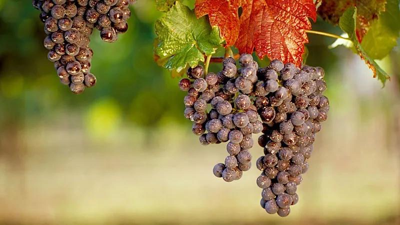 德国黑皮诺酒怎么样,黑皮诺是什么酒