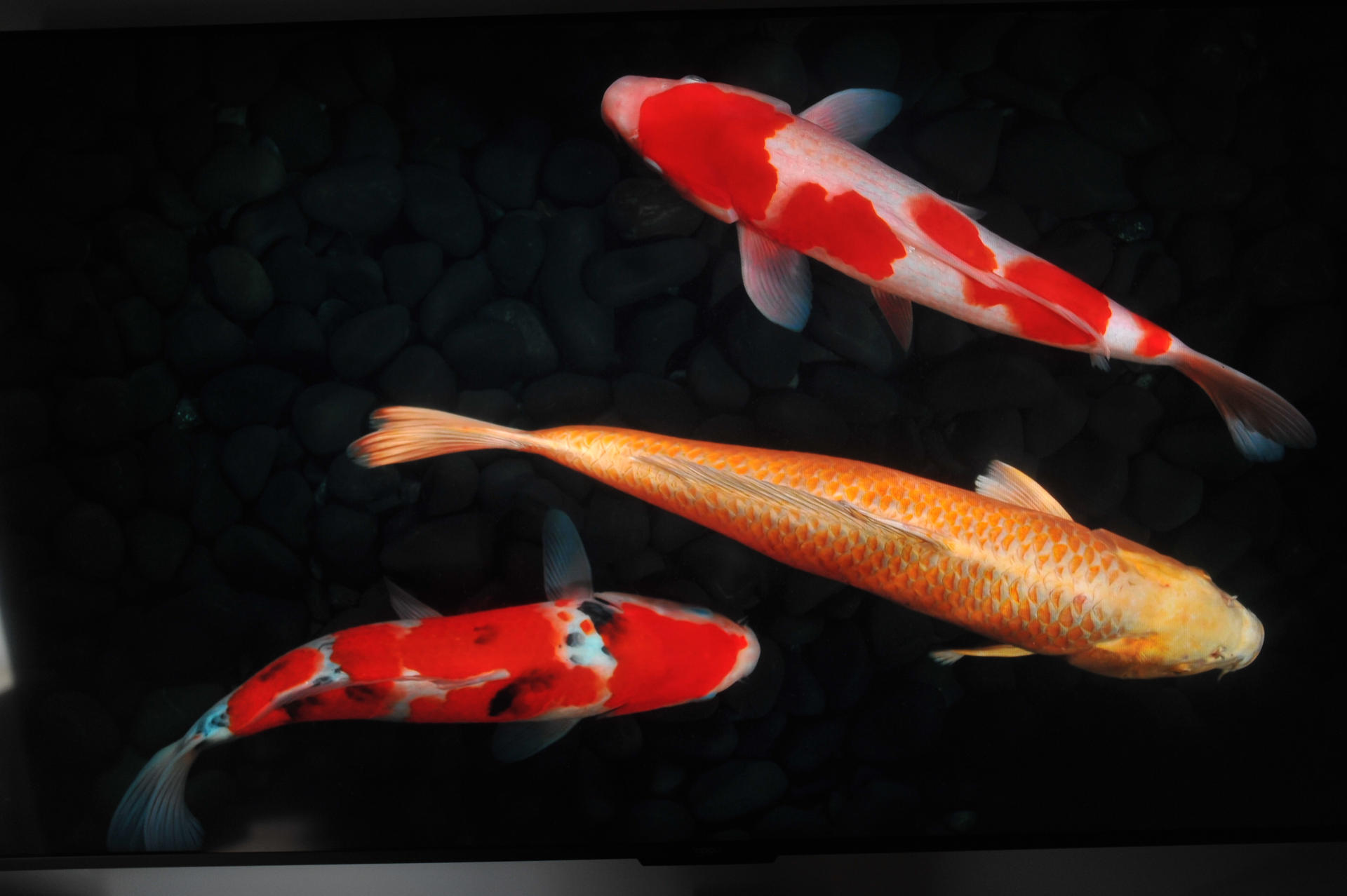 oppo发布k9x65英寸电视,oppo55寸电视k9值得购买吗