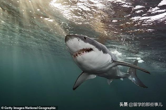 在海里遇到鲨鱼怎么才可以逃生,在海里碰到鲨鱼怎么办