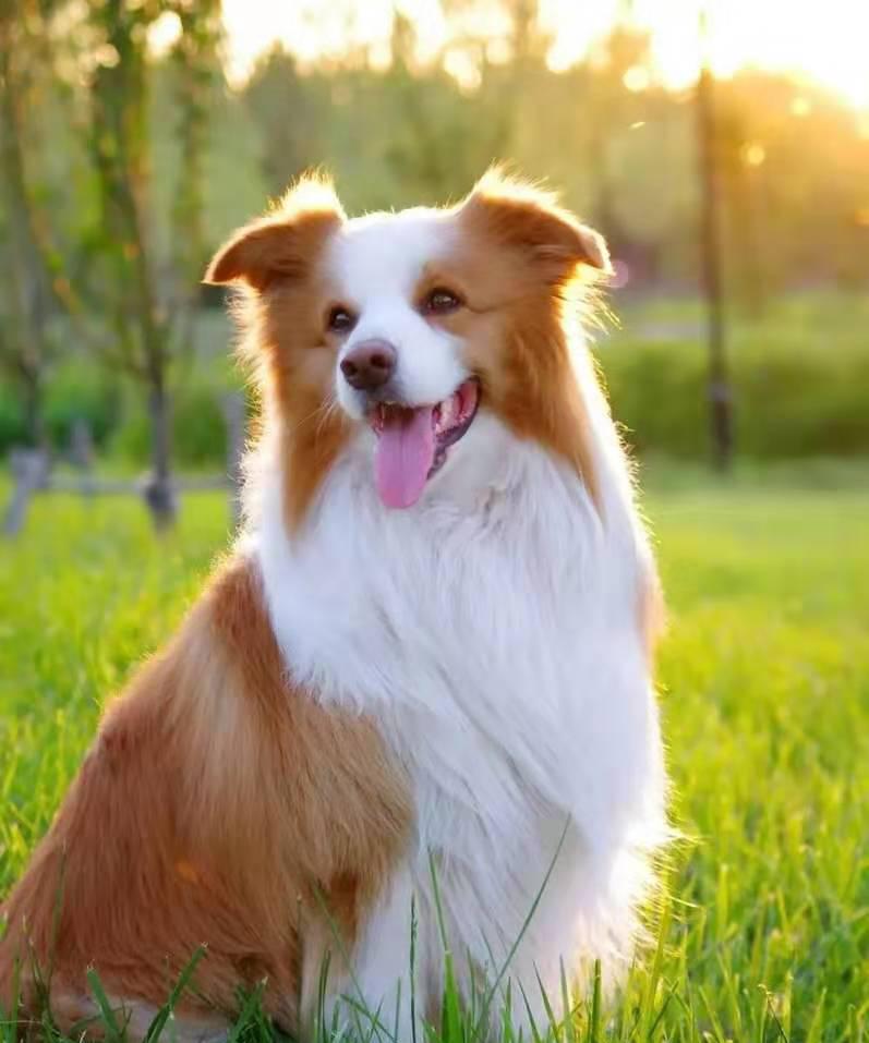 从小养边牧的经验,养边牧要投其所好