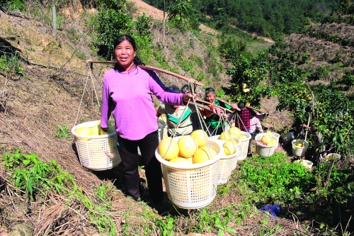 广西依靠水果脱贫致富,广西村官带领村民致富