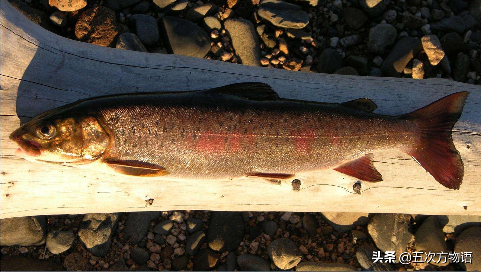 黑龙江十大特色鱼,黑龙江营养价值最高的鱼