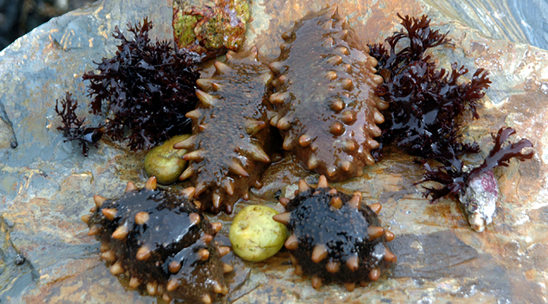 海参泡发后一直在水里泡着吗,为什么海参泡出来没有刺