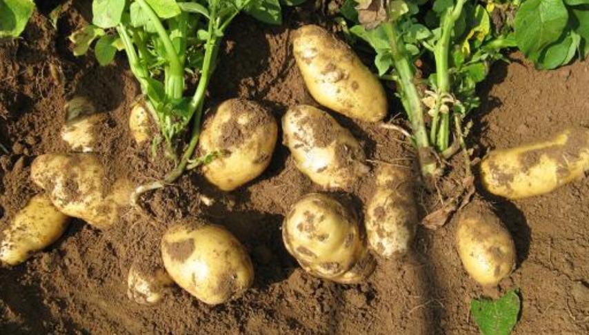 常见人工增甜剂,增甜剂哪种最好