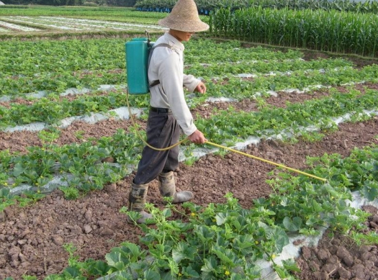 怎样提高西瓜的口感,怎样提高西瓜的挂果率