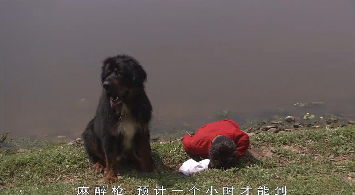 藏獒三次被主人抛弃最后咬舌自尽,被主人抛弃藏獒咬舌自尽