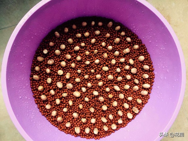 好吃新鲜花生,怎么发花生芽又粗又嫩