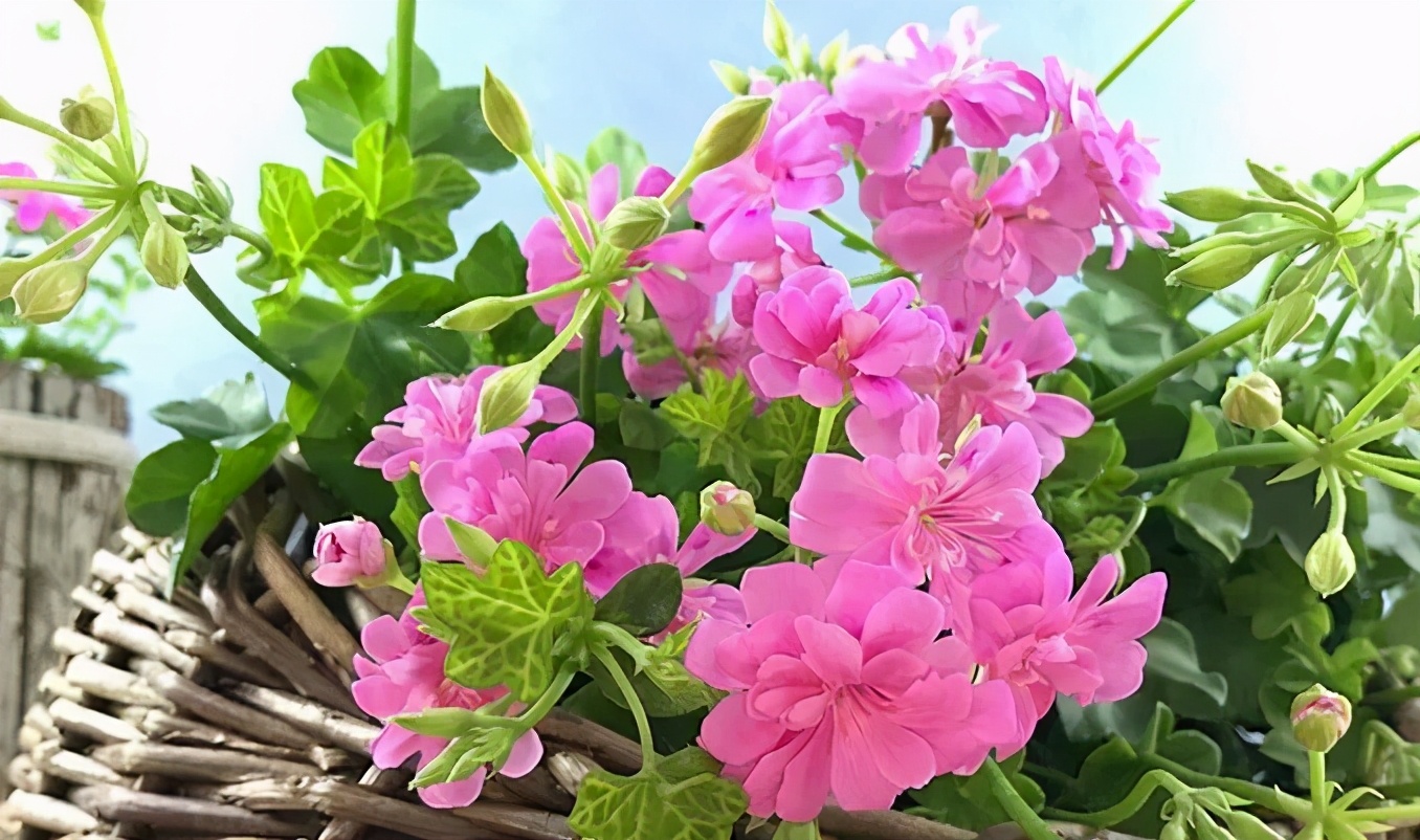 这种花别乱浇水水越多越不开花,这种花不怕冷好养易活