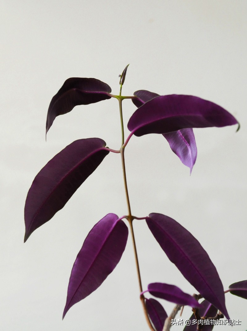 奇异油柑块根,奇异油柑原产地是哪里