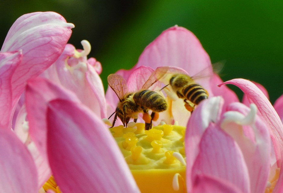 蜜蜂的美丽高清图片大全,蜜蜂高清照