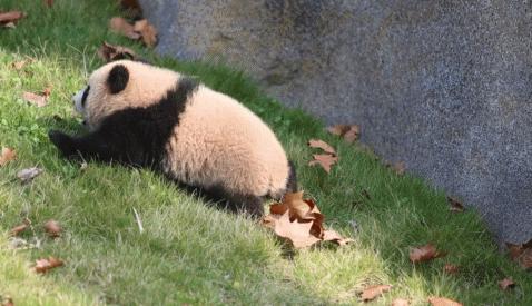 缺乏维生素d会导致抽搐吗,缺乏维生素d会导致焦虑症吗