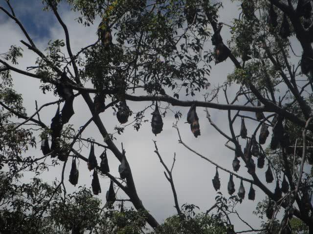 世界最大的蝙蝠,世界上最大的蝙蝠是什么蝙蝠