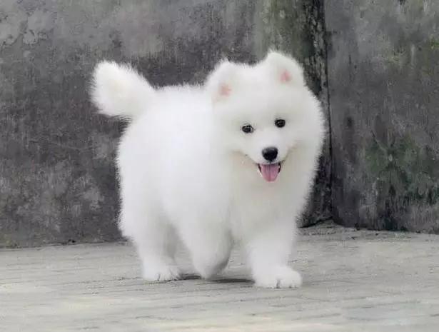 45种狗狗很难得一见你认识几种,45种最难得一见的狗