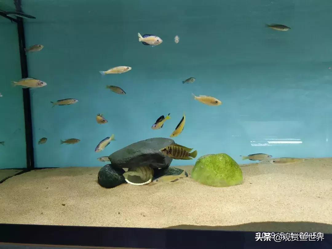 梦想的三湖世界持续建设中……方位:中国天津