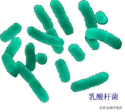 阴道益生菌与宫颈HPV感染