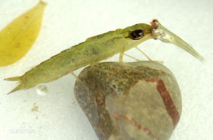 养鱼混养注意事项大全图解,新手养鱼混养推荐