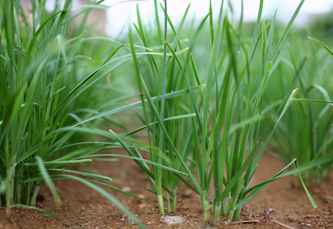 韭菜防治根蛆的最佳方法,韭菜越长越黄是怎么回事