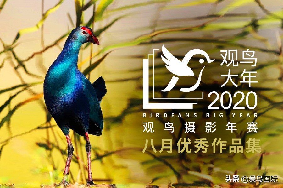 观鸟大年作品集,观鸟大年完整版