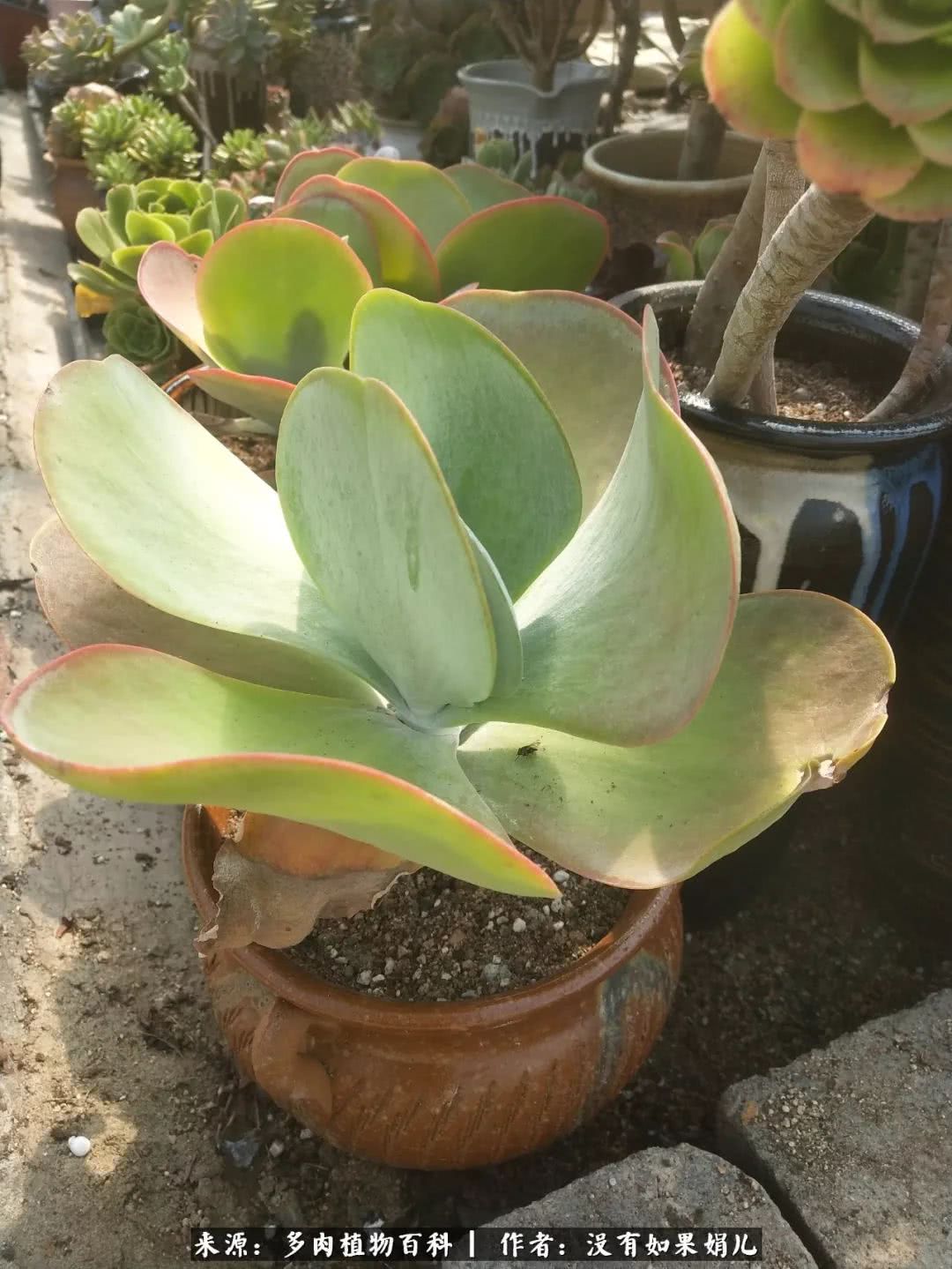 明人不说暗话，我为多肉而来！