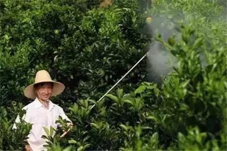 柑橘打甜蜜素会退糖吗,红心柚子会打甜蜜素吗