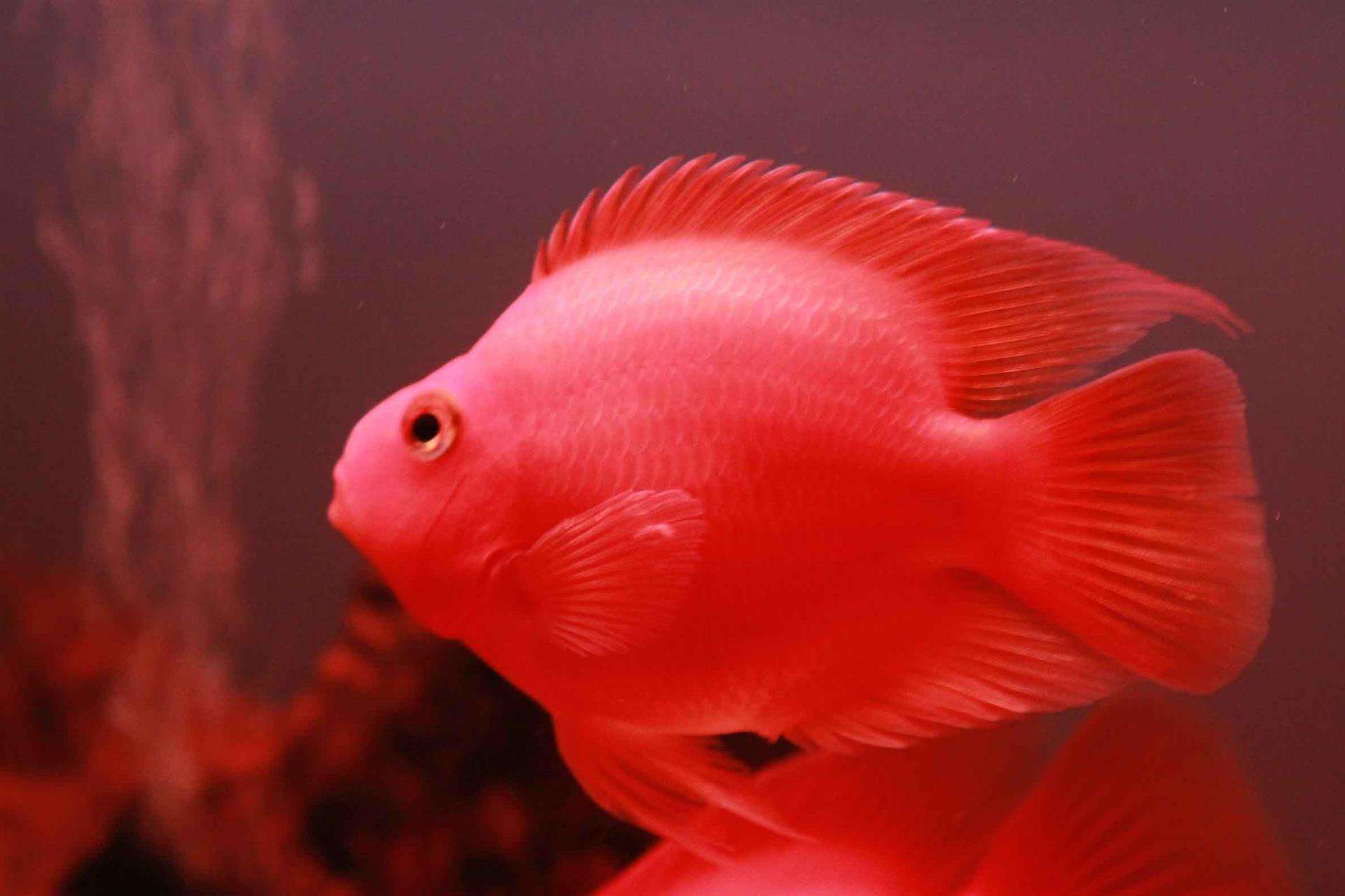 自来水没氯气还要困水吗,自来水养鱼一定要困水吗