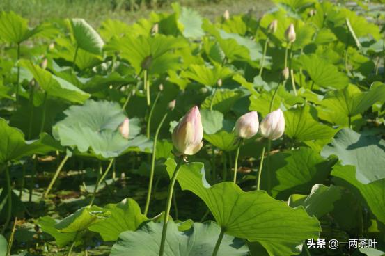 鲁西南方言杂谈-牙花