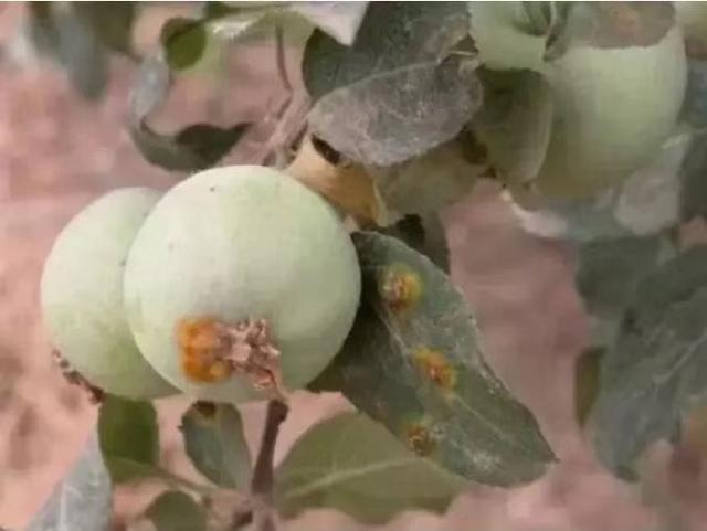 苹果锈病正在大面积发生,这样防治轻松搞定!
