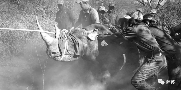 四脚倒挂吊上天运800英里？人类这般虐犀牛，背后的原因听了心酸