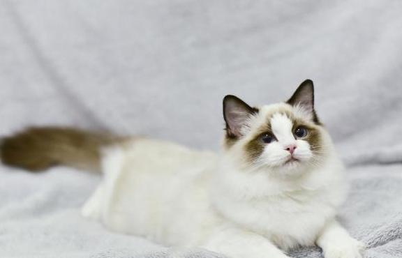 布偶猫如何喂养最好,布偶猫好养吗要怎么正确喂养它