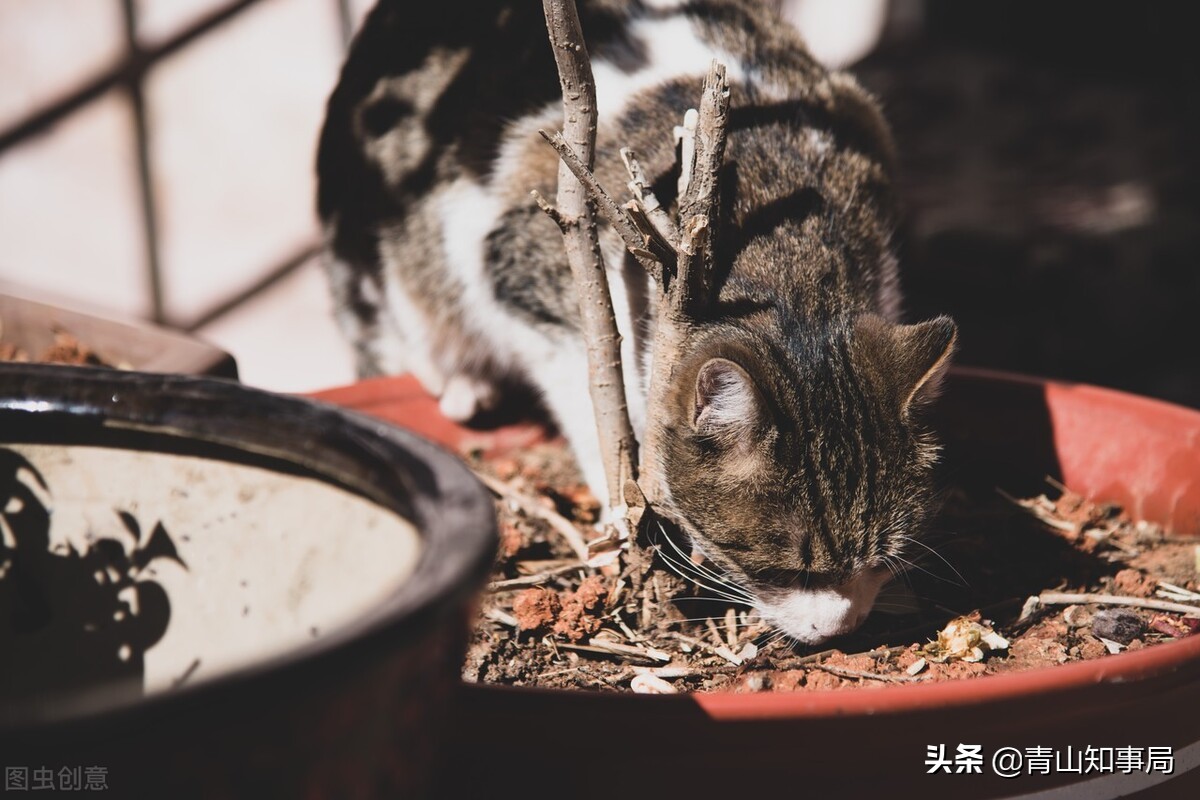 如果得了新冠家里的宠物怎么办,猫狗感染新冠的症状